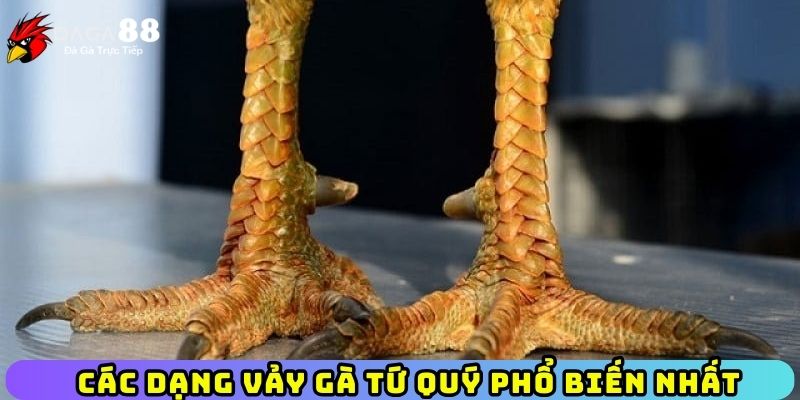 Các dạng vảy gà Tứ Quý phổ biến nhất hiện nay