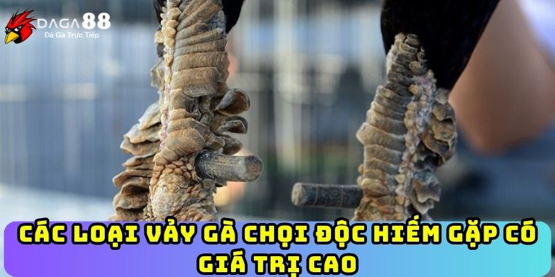 Các loại vảy gà chọi độc hiếm gặp có giá trị cao