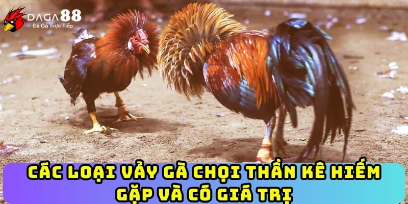Các loại vảy gà chọi thần kê hiếm gặp và có giá trị