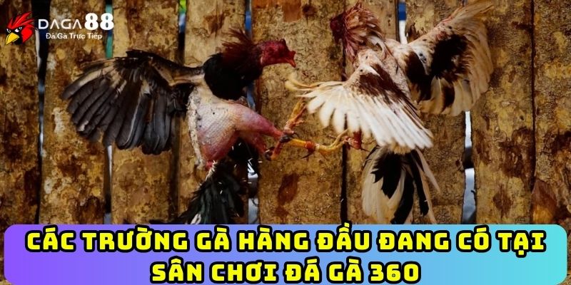 Các trường gà hàng đầu đang có tại sân chơi đá gà 360