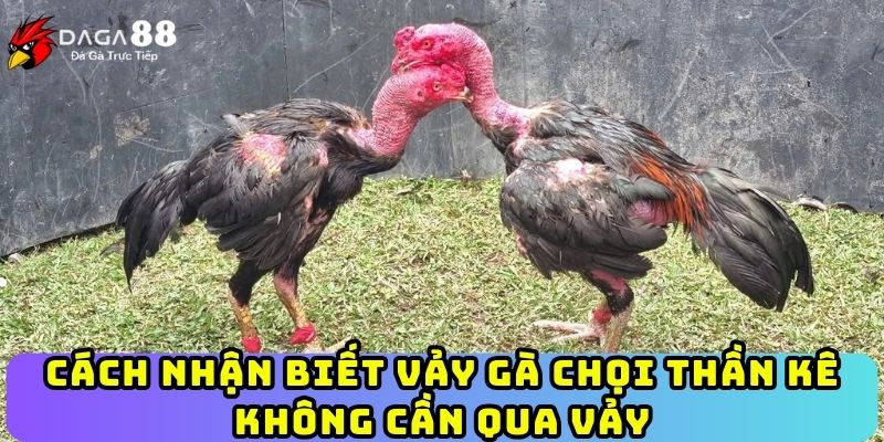 Cách nhận biết vảy gà chọi thần kê không cần qua vảy