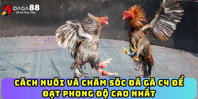 Cách nuôi và chăm sóc đá gà C4 để đạt phong độ cao nhất