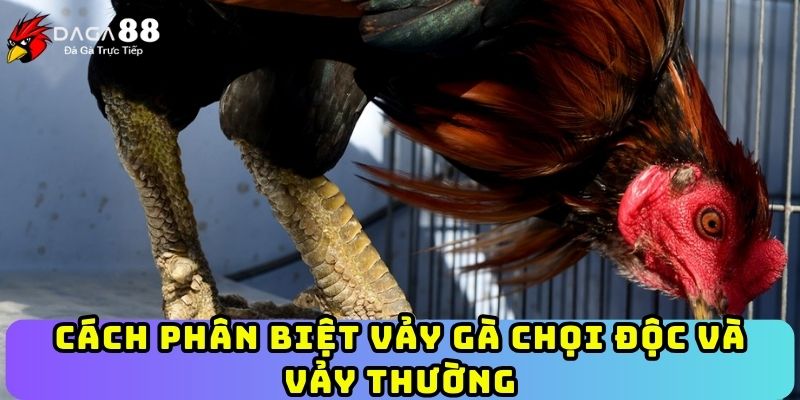 Cách phân biệt vảy gà chọi độc và vảy thường