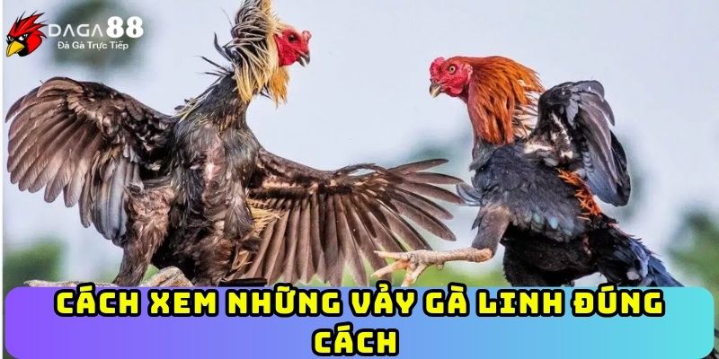 Cách xem những vảy gà linh đúng cách 
