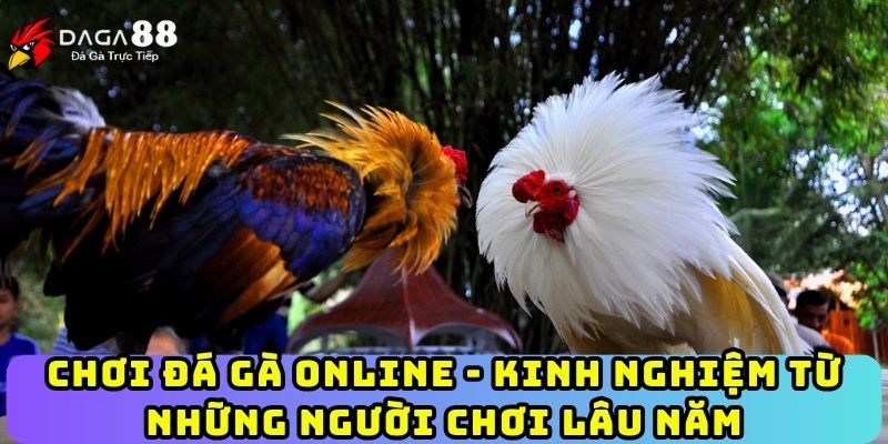 Chơi Đá Gà Online - Kinh Nghiệm Từ Những Người Chơi Lâu Năm