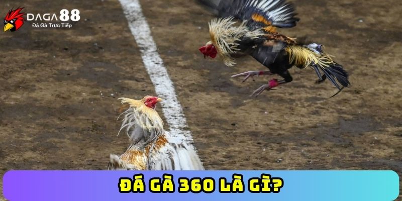 Đá gà 360 là gì?