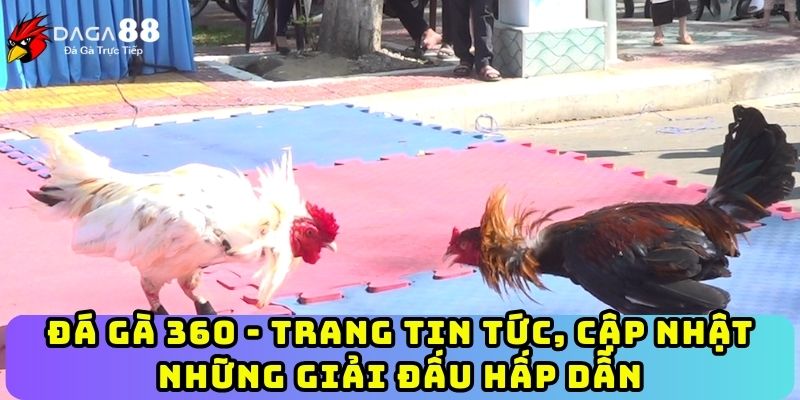 Đá Gà 360 - Trang Tin Tức, Cập Nhật Những Giải Đấu Hấp Dẫn