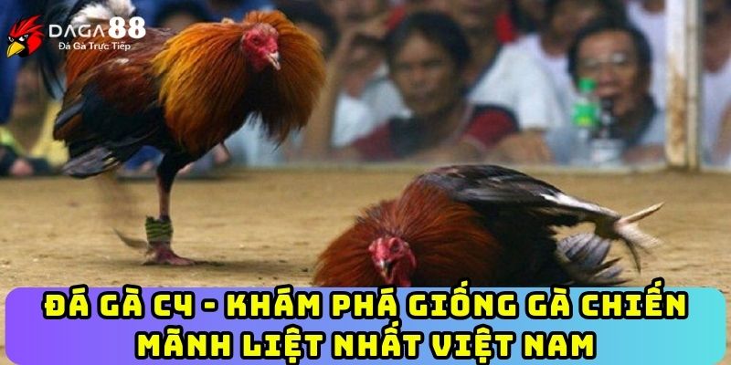 Đá Gà C4 - Khám Phá Giống Gà Chiến Mãnh Liệt Nhất Việt Nam