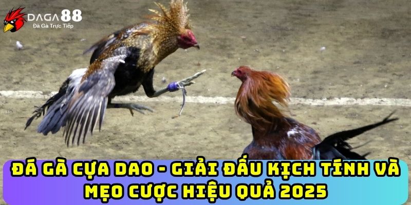 Đá Gà Cựa Dao - Giải Đấu Kịch Tính Và Mẹo Cược Hiệu Quả 2025