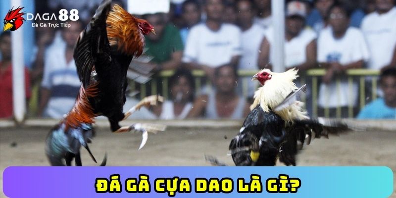 Đá gà cựa dao là gì?