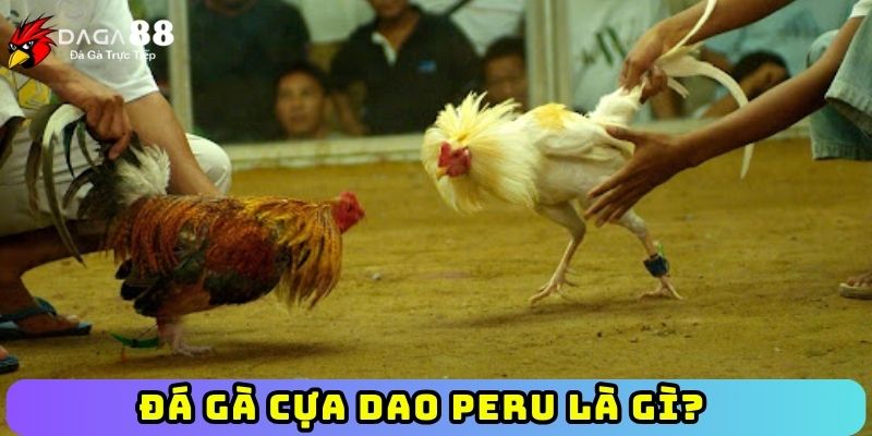 Đá gà cựa dao Peru là gì?