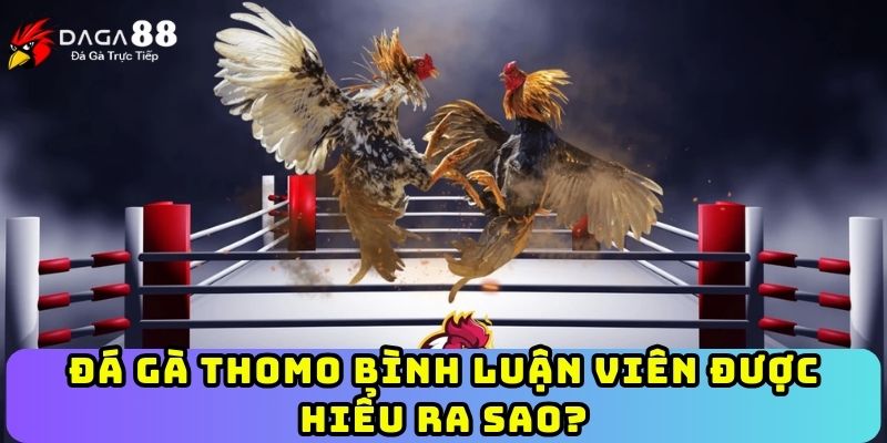 Đá gà Thomo bình luận viên được hiểu ra sao?