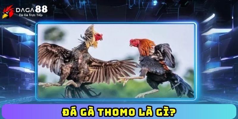 Đá gà Thomo là gì?