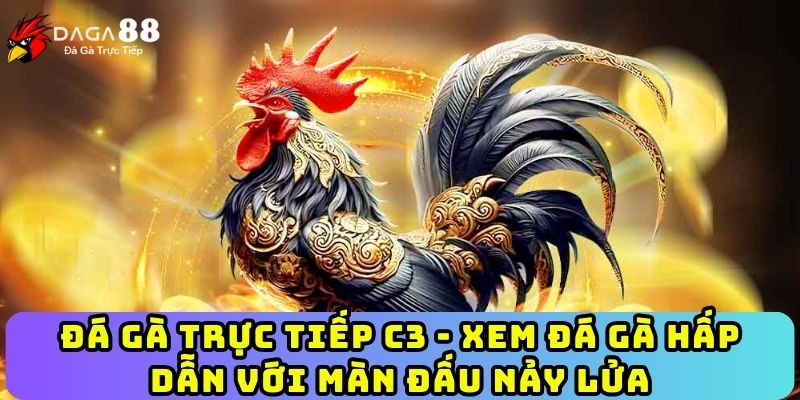Đá Gà Trực Tiếp C3 - Xem Đá Gà Hấp Dẫn Với Màn Đấu Nảy Lửa