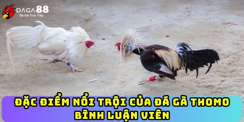 Đặc điểm nổi trội của đá gà Thomo bình luận viên