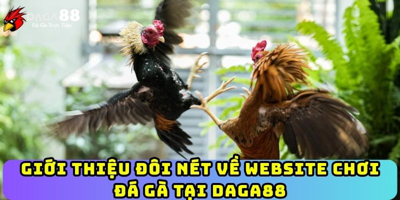 Giới thiệu đôi nét về website chơi đá gà tại Daga88