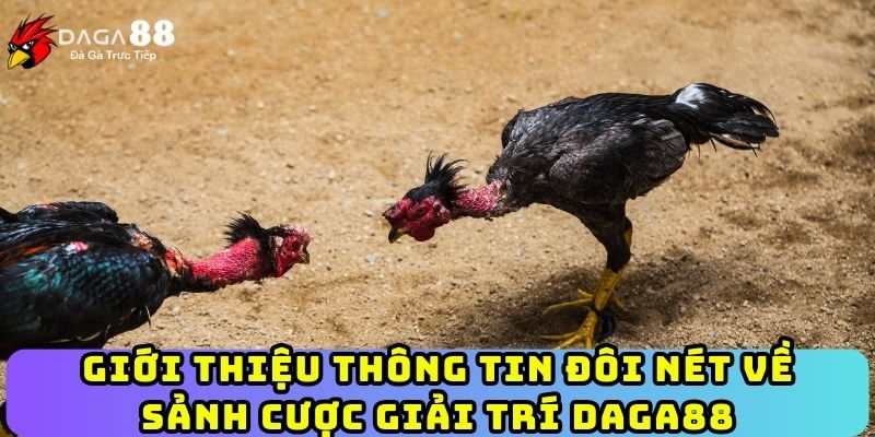 Giới thiệu thông tin đôi nét về sảnh cược giải trí Daga88