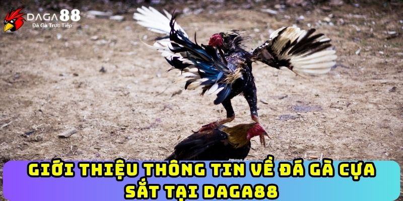 Giới thiệu thông tin về đá gà cựa sắt tại Daga88