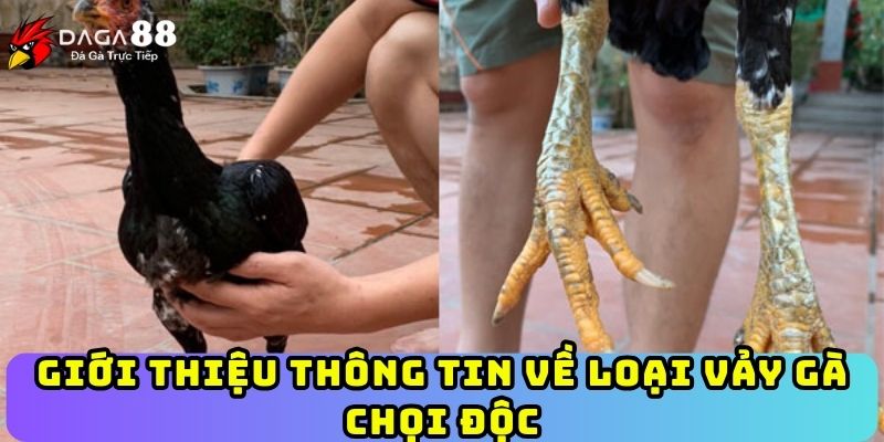 Giới thiệu thông tin về loại vảy gà chọi độc