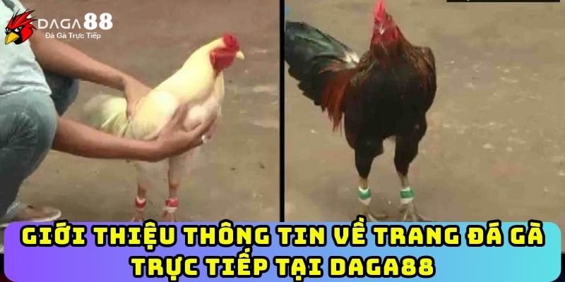 Giới thiệu thông tin về trang đá gà trực tiếp tại Daga88