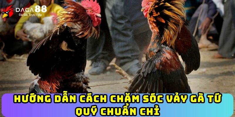 Hướng dẫn cách chăm sóc vảy gà Tứ Quý chuẩn chỉ