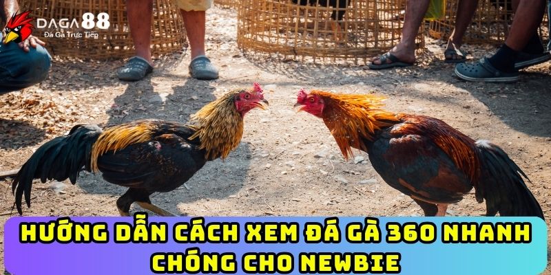 Hướng dẫn cách xem đá gà 360 nhanh chóng cho Newbie