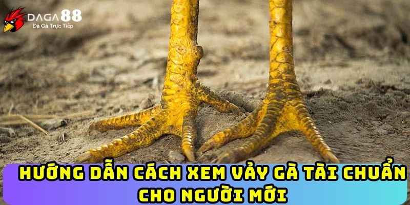 Hướng dẫn cách xem vảy gà tài chuẩn cho người mới