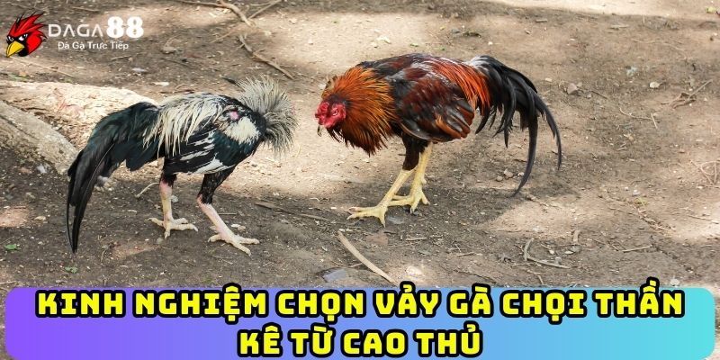 Kinh nghiệm chọn vảy gà chọi thần kê từ cao thủ