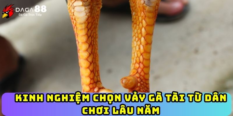 Kinh nghiệm chọn vảy gà tài từ dân chơi lâu năm