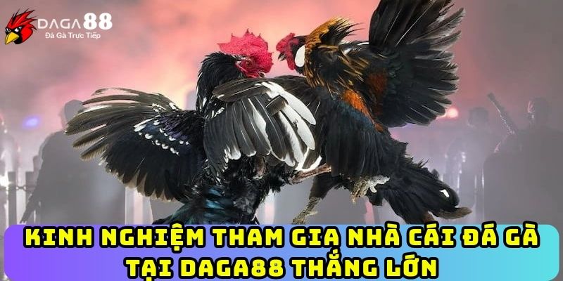 Kinh nghiệm tham gia nhà cái đá gà tại Daga88 thắng lớn