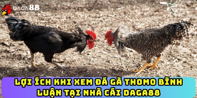 Lợi ích khi xem đá gà Thomo bình luận tại nhà cái Daga88