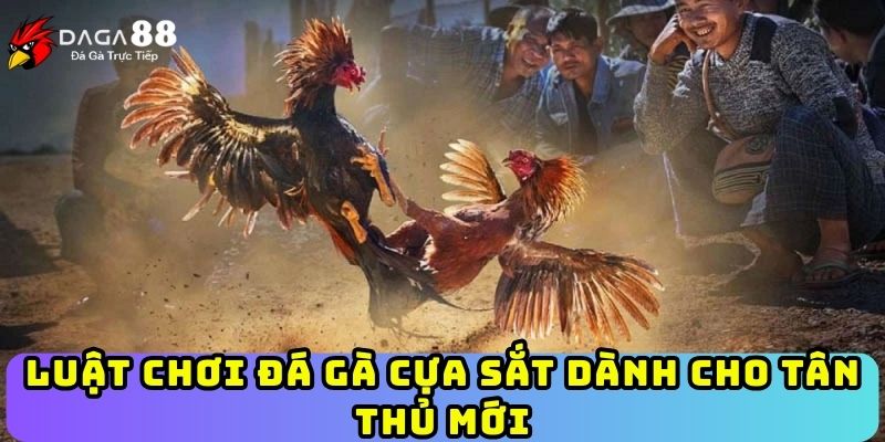 Luật chơi đá gà cựa sắt dành cho tân thủ mới