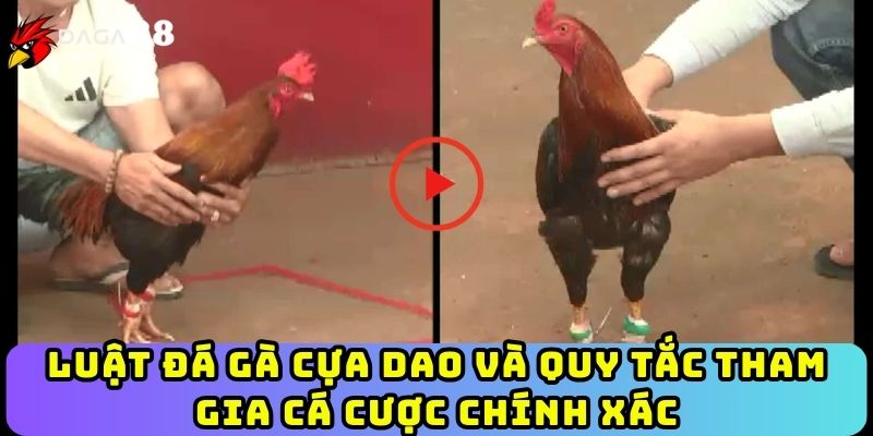 Luật đá gà cựa dao và quy tắc tham gia cá cược chính xác