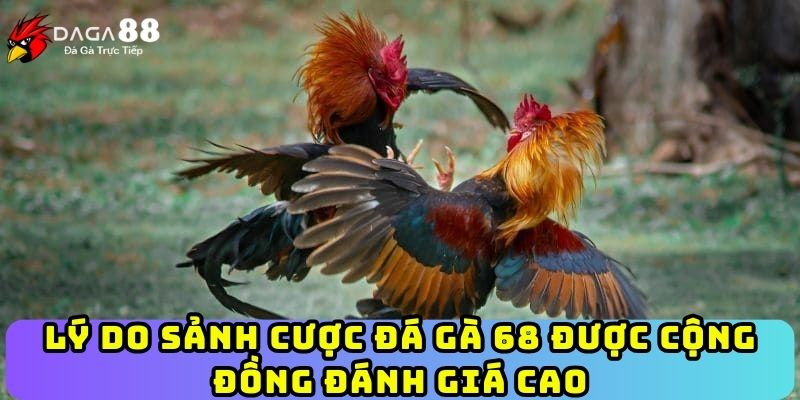 Lý do sảnh cược đá gà 68 được cộng đồng đánh giá cao