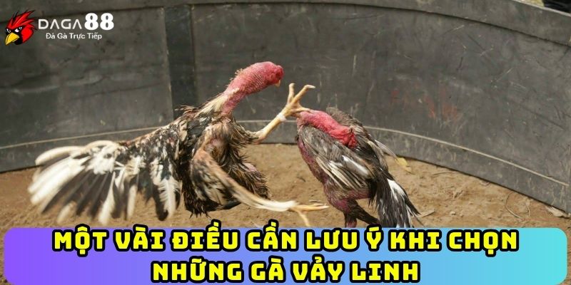 Một vài điều cần lưu ý khi chọn những gà vảy linh