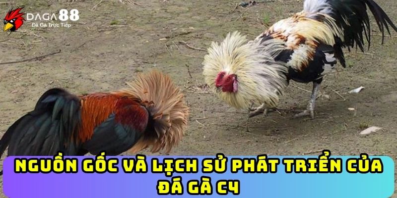 Nguồn gốc và lịch sử phát triển của đá gà C4