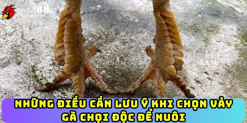 Những điều cần lưu ý khi chọn vảy gà chọi độc để nuôi