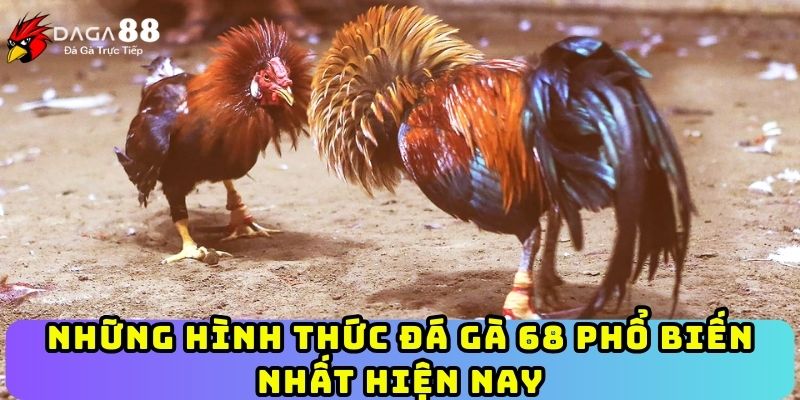 Những hình thức đá gà 68 phổ biến nhất hiện nay
