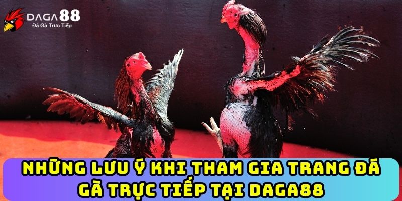 Những lưu ý khi tham gia trang đá gà trực tiếp tại Daga88