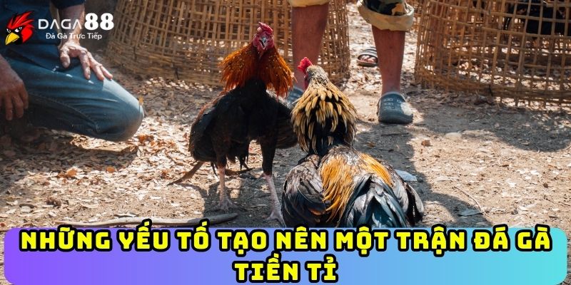 Những yếu tố tạo nên một trận đá gà tiền tỉ