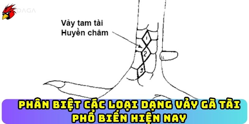 Phân biệt các loại dạng vảy gà tài phổ biến hiện nay