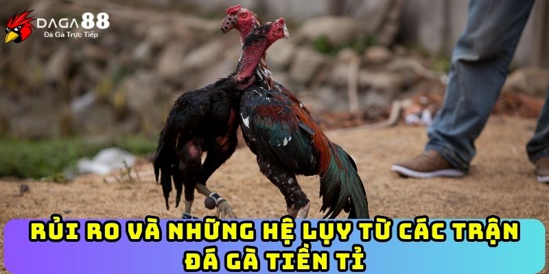 Rủi ro và những hệ lụy từ các trận đá gà tiền tỉ