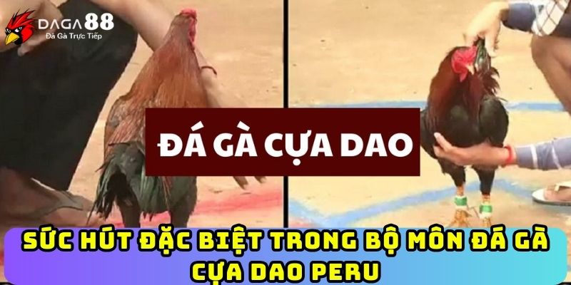 Sức hút đặc biệt trong bộ môn đá gà cựa dao Peru