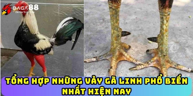 Tổng hợp những vảy gà linh phổ biến nhất hiện nay