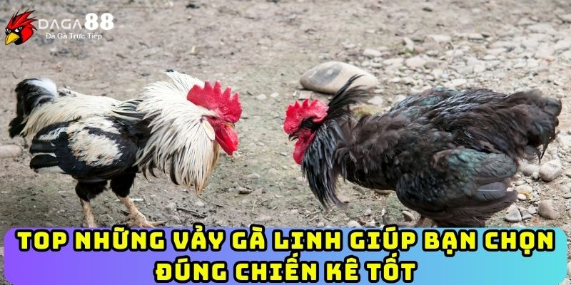Top Những Vảy Gà Linh Giúp Bạn Chọn Đúng Chiến Kê Tốt