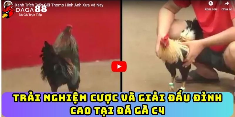Trải nghiệm cược và giải đấu đỉnh cao tại đá gà C4