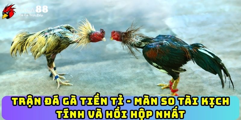 Trận Đá Gà Tiền Tỉ - Màn So Tài Kịch Tính Và Hồi Hộp Nhất