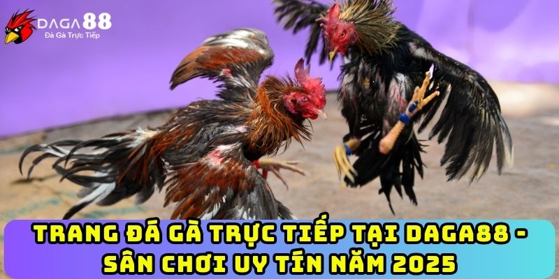 Trang Đá Gà Trực Tiếp Tại Daga88 - Sân Chơi Uy Tín Năm 2025