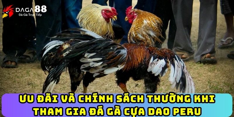 Ưu đãi và chính sách thường khi tham gia đá gà cựa dao Peru