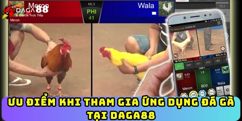 Ưu điểm khi tham gia ứng dụng đá gà tại Daga88